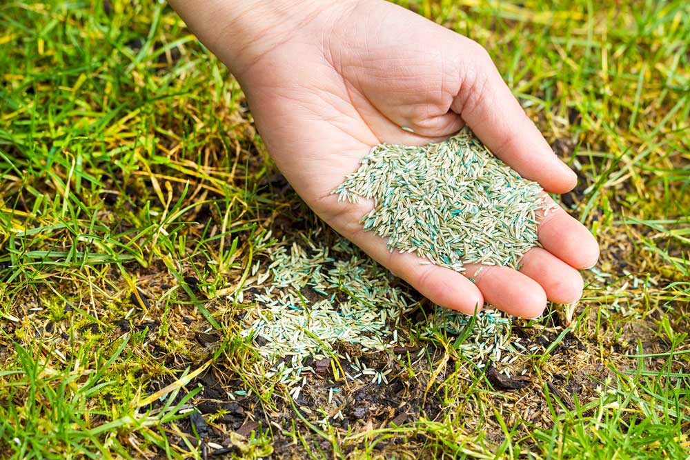 Grass Seeds - lawn care services idaho falls