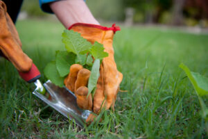 landscaping maintenance services